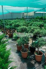 Juniperus Conferta Schlanger bonsai ( Ienupar tarator Schlager ) - imagine 2