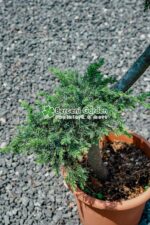 Juniperus Conferta Schlanger bonsai ( Ienupar tarator Schlager ) - imagine 3