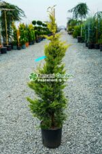 Cupressocyparis Leylandii Gold Rider ( Chiparos Leylandii Gold River )