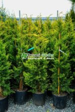 Cupressocyparis Leylandii Gold Rider ( Chiparos Leylandii Gold River ) - imagine 2