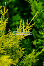 Cupressocyparis Leylandii Gold Rider ( Chiparos Leylandii Gold River ) - imagine 3