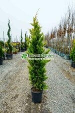 Cupressocyparis Leylandii Gold Rider ( Chiparos Leylandii Gold River )