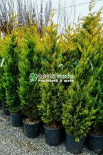 Cupressocyparis Leylandii Gold Rider ( Chiparos Leylandii Gold River ) - imagine 2