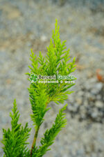 Cupressocyparis Leylandii Gold Rider ( Chiparos Leylandii Gold River ) - imagine 3