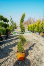 Cupressocyparis Leylandii Gold Rider spirala ( Chiparos Leylandii Gold River )