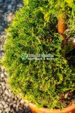 Cupressocyparis Leylandii Gold Rider spirala ( Chiparos Leylandii Gold River ) - imagine 2