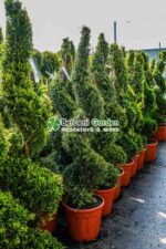 Cupressocyparis Leylandii Gold Rider spirala ( Chiparos Leylandii Gold River ) - imagine 3