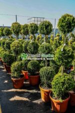 Cupressocyparis Leylandii Gold Rider 3 bile ( Chiparos Leylandii Gold River )