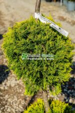 Cupressocyparis Leylandii Gold Rider 3 bile ( Chiparos Leylandii Gold River ) - imagine 2