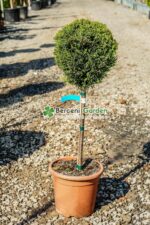 Cupressocyparis Leylandii Gold Rider PA mini ( Chiparos Leylandii Gold River )