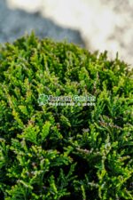Cupressocyparis Leylandii Gold Rider PA mini ( Chiparos Leylandii Gold River ) - imagine 2