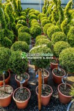 Cupressocyparis Leylandii Gold Rider PA mini ( Chiparos Leylandii Gold River ) - imagine 3