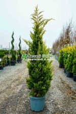 Cupressocyparis Leylandii Gold Rider ( Chiparos Leylandii Gold River )