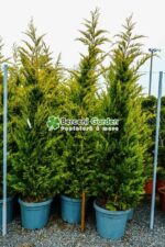 Cupressocyparis Leylandii Gold Rider ( Chiparos Leylandii Gold River ) - imagine 2