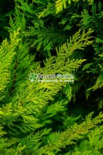 Cupressocyparis Leylandii Gold Rider ( Chiparos Leylandii Gold River ) - imagine 3