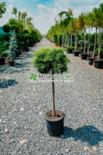 Juniperus Media Old Gold PA ( Ienupar tarator auriu )