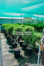 Juniperus Media Old Gold PA ( Ienupar tarator auriu ) - imagine 2