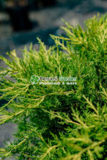 Juniperus Media Old Gold PA ( Ienupar tarator auriu ) - imagine 3