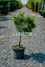 Juniperus Media Old Gold PA mini ( Ienupar tarator auriu )