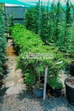 Juniperus Media Old Gold PA mini ( Ienupar tarator auriu ) - imagine 2