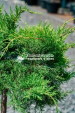 Juniperus Media Old Gold PA mini ( Ienupar tarator auriu ) - imagine 3