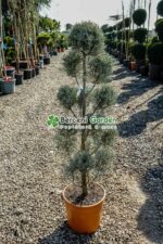 Cupressus Arizonica Fastigita pon pom ( Chiparos Arizonica Fastigiat )