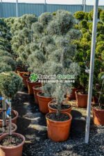Cupressus Arizonica Fastigita pon pom ( Chiparos Arizonica Fastigiat ) - imagine 2