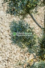 Cupressus Arizonica Fastigita pon pom ( Chiparos Arizonica Fastigiat ) - imagine 3