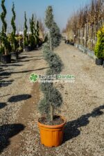 Cupressus Arizonica Fastigita Spirala ( Chiparos Arizonica Fastigiat )