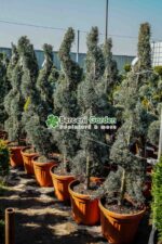 Cupressus Arizonica Fastigita Spirala ( Chiparos Arizonica Fastigiat ) - imagine 2