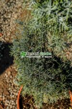 Cupressus Arizonica Fastigita Spirala ( Chiparos Arizonica Fastigiat ) - imagine 3