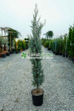 Cupressus Arizonica Fastigita ( Chiparos Arizonica Fastigiat )