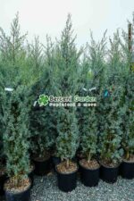 Cupressus Arizonica Fastigita ( Chiparos Arizonica Fastigiat ) - imagine 2