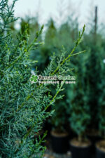 Cupressus Arizonica Fastigita ( Chiparos Arizonica Fastigiat ) - imagine 3
