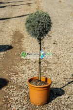 Cupressus Arizonica Fastigita PA mini ( Chiparos Arizonica Fastigiat )