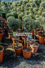 Cupressus Arizonica Fastigita PA mini ( Chiparos Arizonica Fastigiat ) - imagine 2