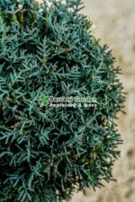 Cupressus Arizonica Fastigita PA mini ( Chiparos Arizonica Fastigiat ) - imagine 3