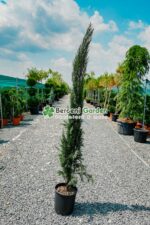 Cupressus Sempervirens Pyramidalis ( Chiparos toscan )