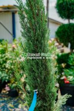 Cupressus Sempervirens Pyramidalis ( Chiparos toscan ) - imagine 2