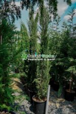 Cupressus Sempervirens Pyramidalis ( Chiparos toscan ) - imagine 3