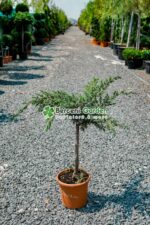 Juniperus Chinensis Blue Alps PA mini ( Ienupar chinezesc Blue Alps )
