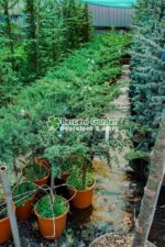 Juniperus Chinensis Blue Alps PA mini ( Ienupar chinezesc Blue Alps ) - imagine 2