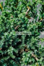 Juniperus Chinensis Blue Alps PA mini ( Ienupar chinezesc Blue Alps ) - imagine 3