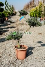 Juniperus Orizontalis Blue Chip bonsai ( Ienupar Orizontal Blue Chip  )