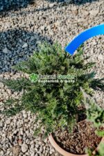 Juniperus Orizontalis Blue Chip bonsai ( Ienupar Orizontal Blue Chip  ) - imagine 2