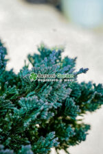 Juniperus Orizontalis Blue Chip bonsai ( Ienupar Orizontal Blue Chip  ) - imagine 3