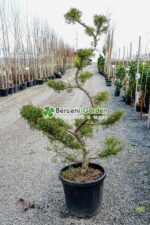 Juniperus Media Pfitzeriana Compacta bonsai ( Ienupar Semitarator Compact )