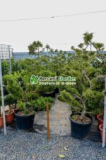 Juniperus Media Pfitzeriana Compacta bonsai ( Ienupar Semitarator Compact ) - imagine 2