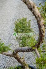 Juniperus Media Pfitzeriana Compacta bonsai ( Ienupar Semitarator Compact ) - imagine 3