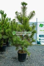 Pinus niagra var. Austrica ( Pin negru Austriac ) - imagine 2